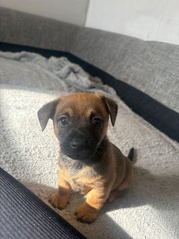 Puppies for sale
