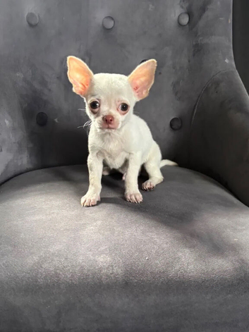 Chihuahua puppy&rsquo;s ready now