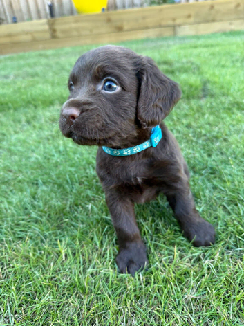 Beautiful F2 Sprocker Spaniel Puppies