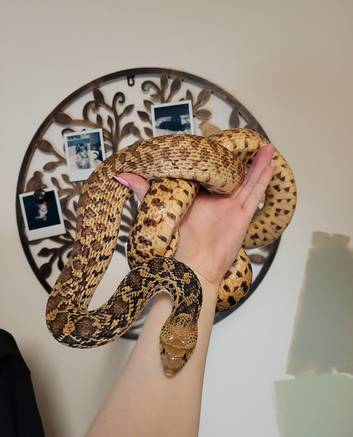 Female bullsnake
