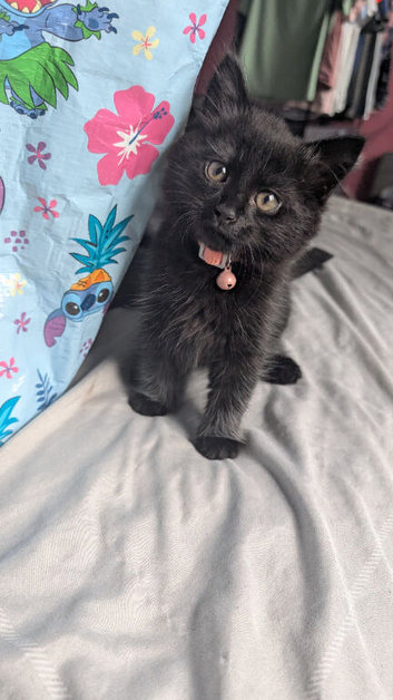 4 kittens