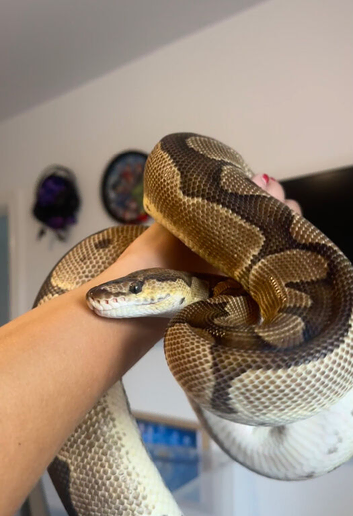 Royal pythons