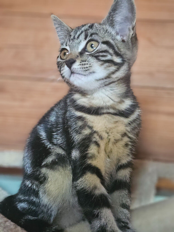 Adorable Bengal cross Kittens