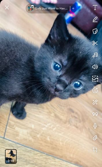 Beautiful grey/black with blue eyes British long haired kittens