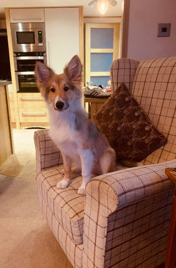 6 month old puppy