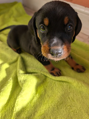 Pure breed Lithuanian hounds 2 puppies looking forever home