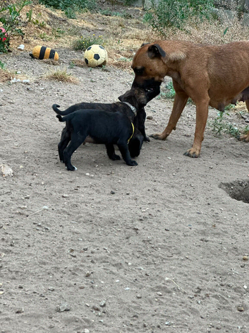 2 staff puppy&rsquo;s READY NOW