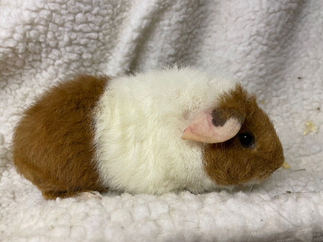 2 girl baby teddy guineapigs