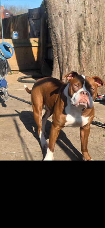 Hi im lottie looking fir my forever home