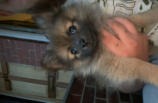 Pomerian for sale