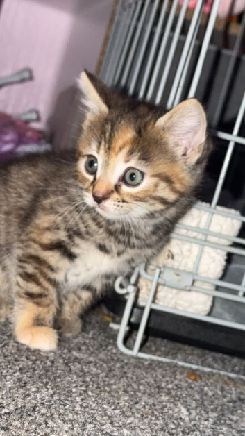 3 lovely kittens for sale