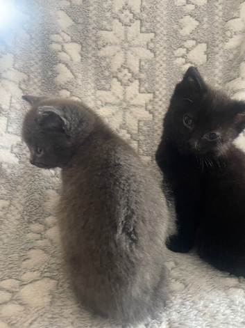 Two amazing little kitties looking for there forever loving homes