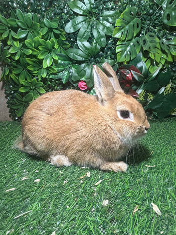 Pure breed Netherlands dwarf orange female