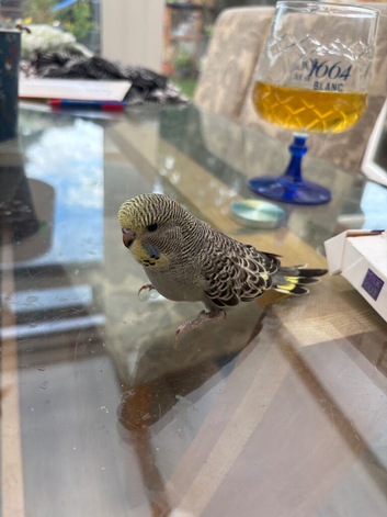 Beautiful tame yellow faced grey budgie hen