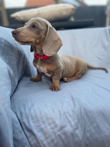 Miniature Dachshund Puppies Ready for Their Forever Homes!