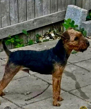 Lakeland terrier puppies