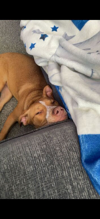 Dog for rehoming
