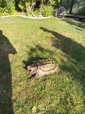 Alligator snapping turtle for sale