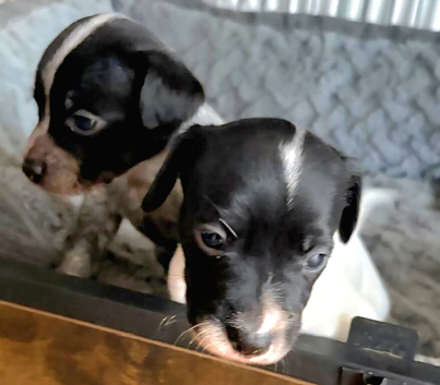 3 male Jack russell x pups