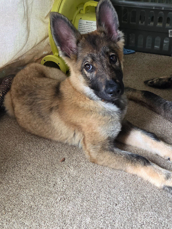 German shepherd puppy