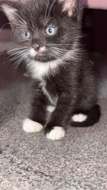 Kittens