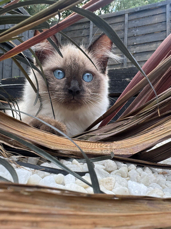 Ragdoll kitten