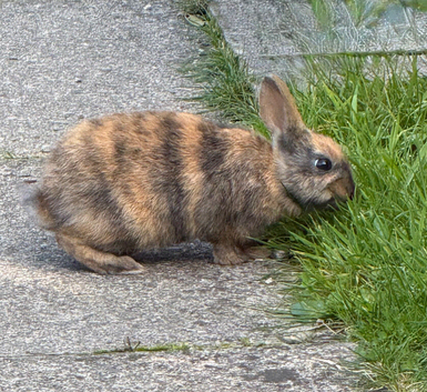 1 Gorgeous Baby Bunny Looking for Loving Home