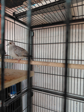 Diamond doves for sale