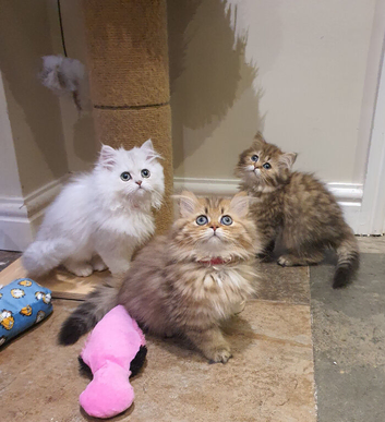 Beautiful Pedigree Chinchilla Persian Kittens.