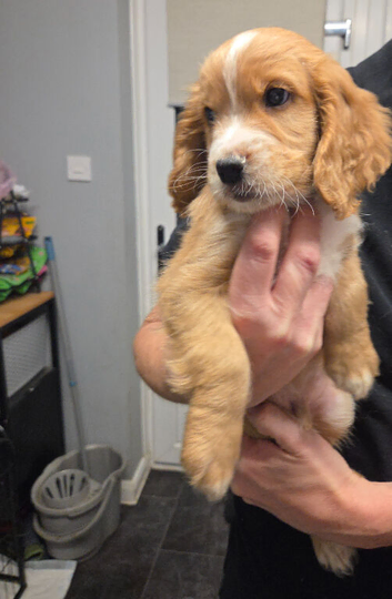 Vet checked 4 Beautiful boy Cocker spaniels