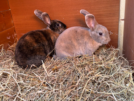 Stunning Mini Rex boys LAST TWO ready now