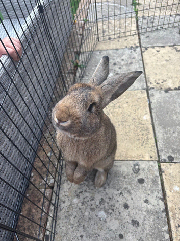 Rabbit for loving home