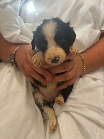 Cocker x collie pups