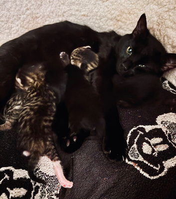 4 kittens for sale
