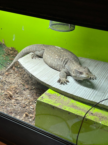 Bosc monitor