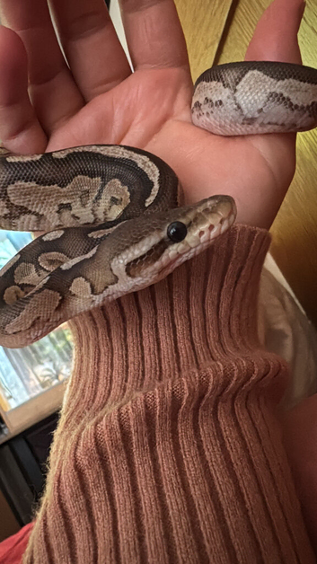 Royal python