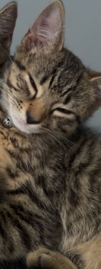 Male kitten