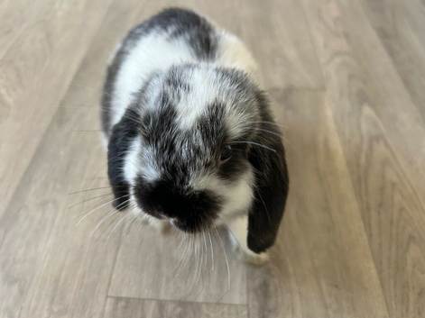 8 Week Old Mini Lop Male