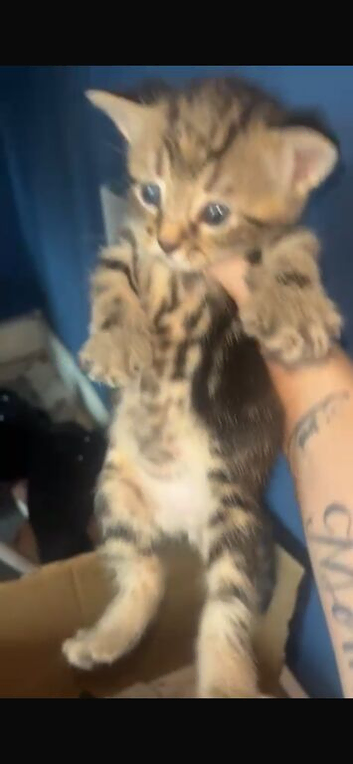 Kittens & mom for sale
