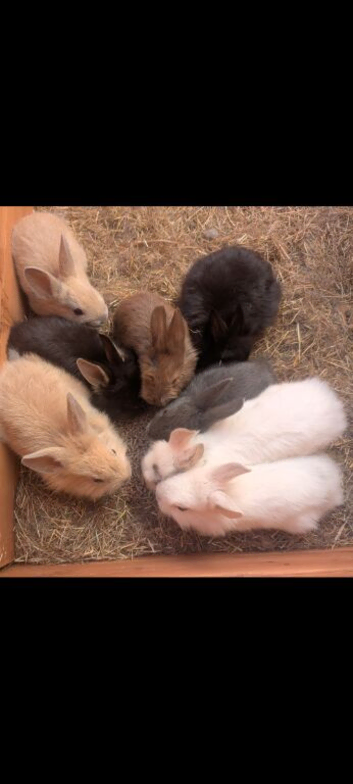 Mini rex X lion head
