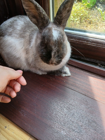 Baby rabbits for sale