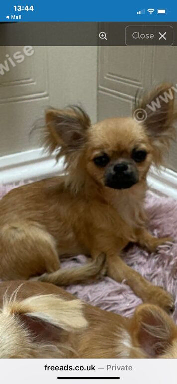 4 Chihuahua puppies for sale