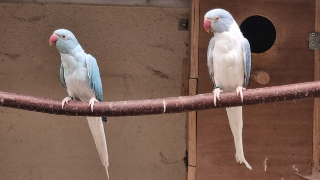 Mutation ringnecks