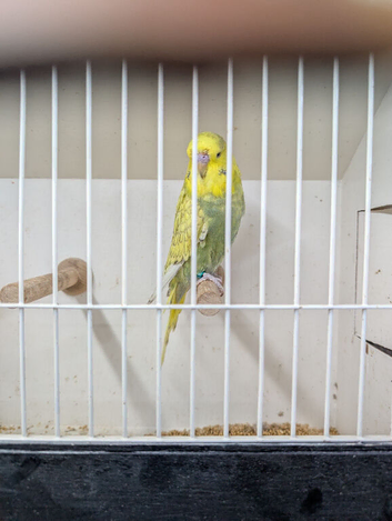 Baby budgie for sale
