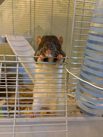 2 male dumbo rats