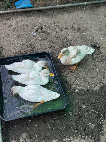 4 call ducks
