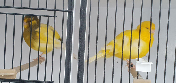 Border Canary Pair