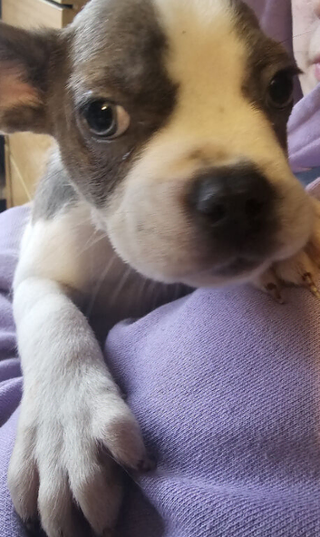 frenchie/ sharpi
