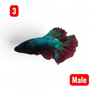Betta fish