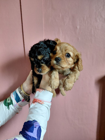 F1B Cavapoo